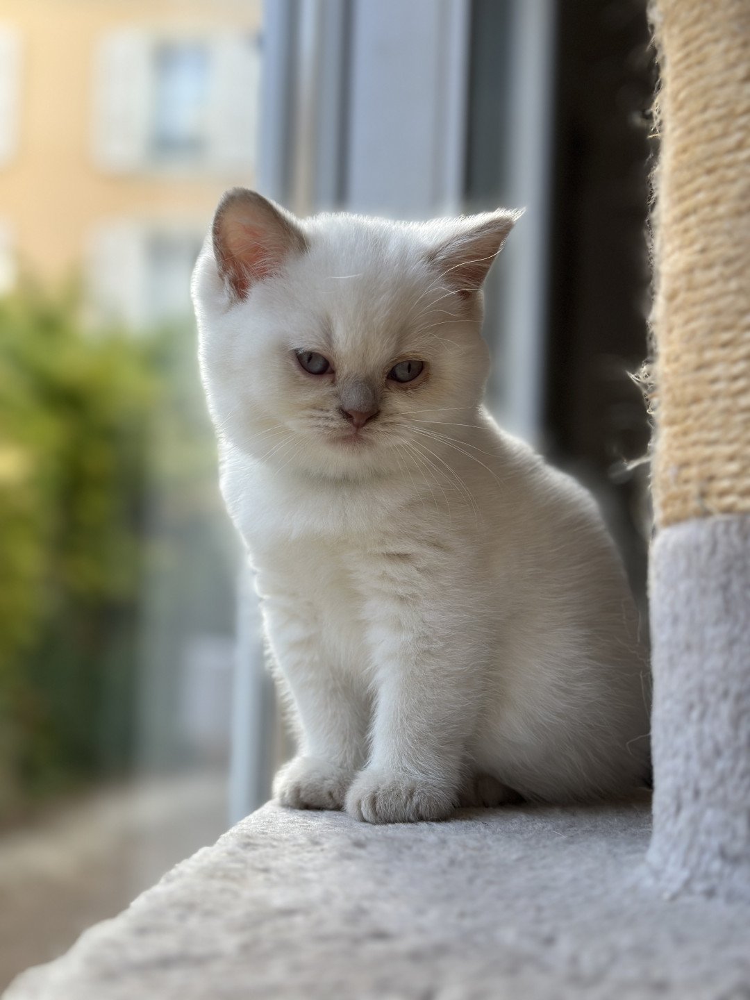 chaton British Shorthair fawn point CHATTERIE BOOTZ'S