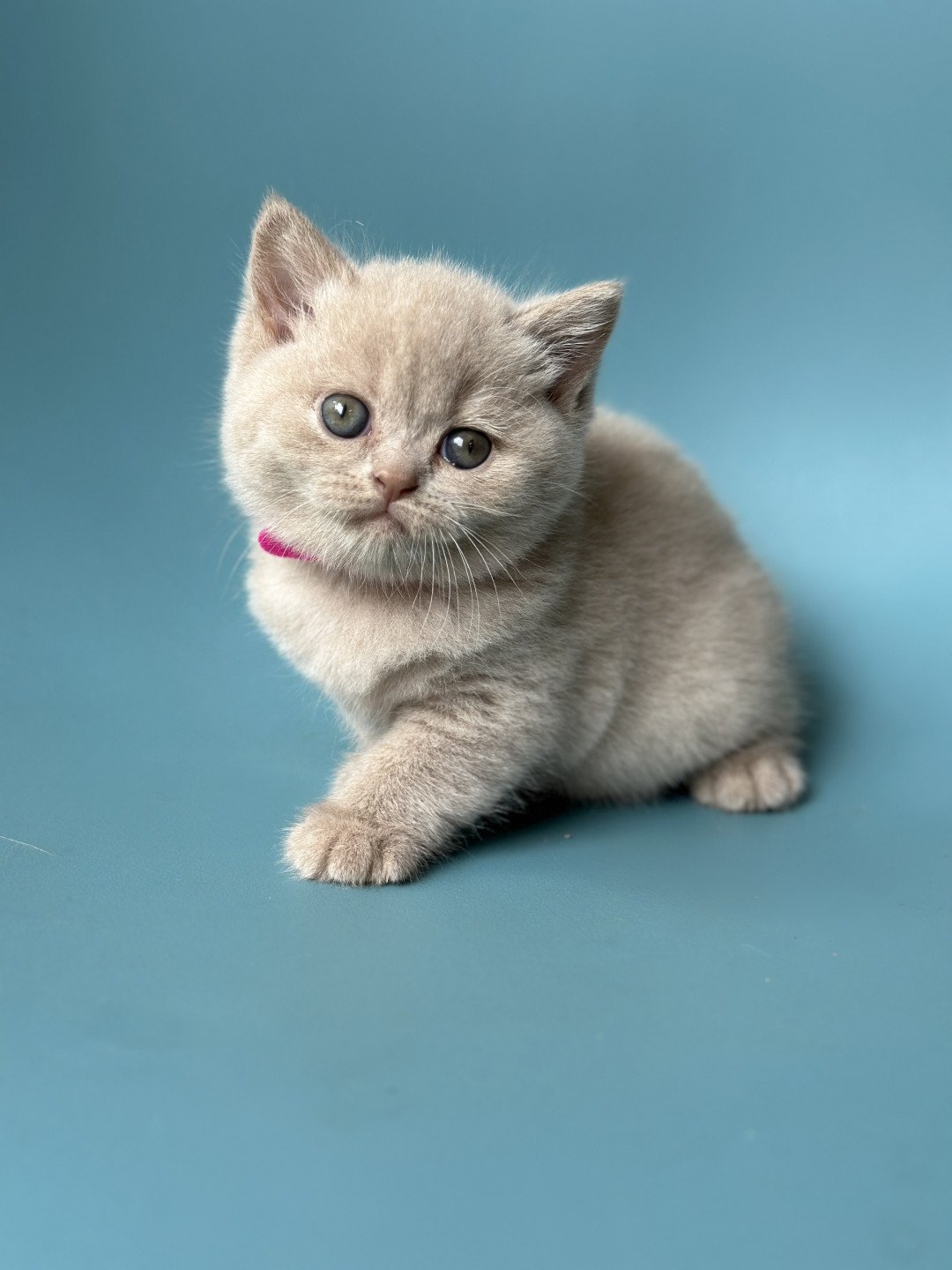 chaton British Shorthair lilac UKA CHATTERIE BOOTZ'S