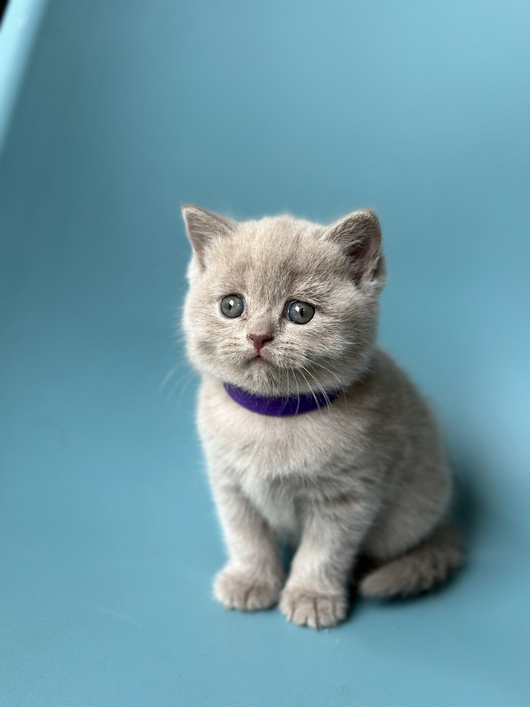chaton British Shorthair lilac UTAH CHATTERIE BOOTZ'S