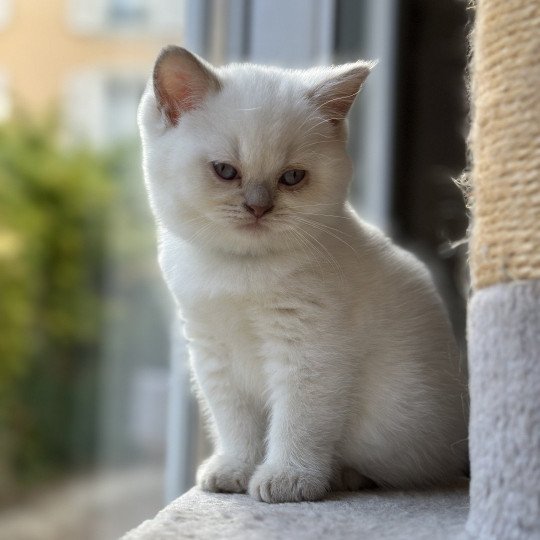 3e chaton (Portée TOKYO ❤ SOCRATE) - Mâle fawn point Mâle British Shorthair