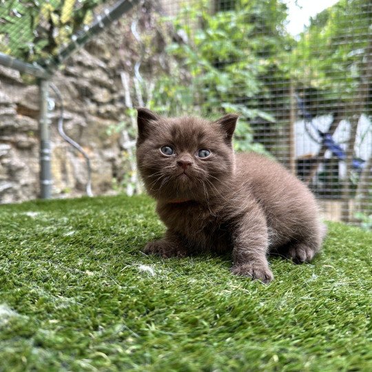1er chaton (Portée TOURMALINE ❤ SOCRATE 2024) - Mâle chocolate Mâle British Shorthair