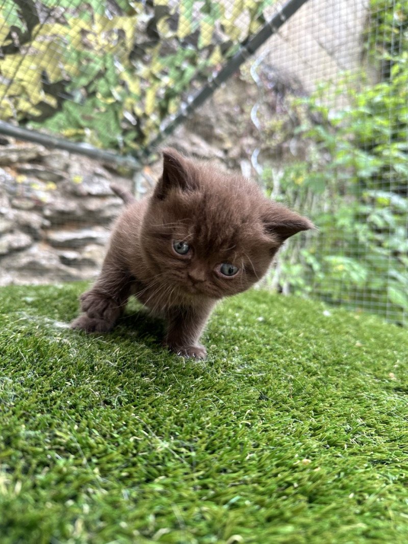 2e chaton (Portée TOURMALINE ❤ SOCRATE 2024) - Femelle chocolate Femelle British Shorthair 2e chaton (Portée TOURMALINE ❤ SOCRATE 2024) - Femelle chocolate Femelle British Shorthair