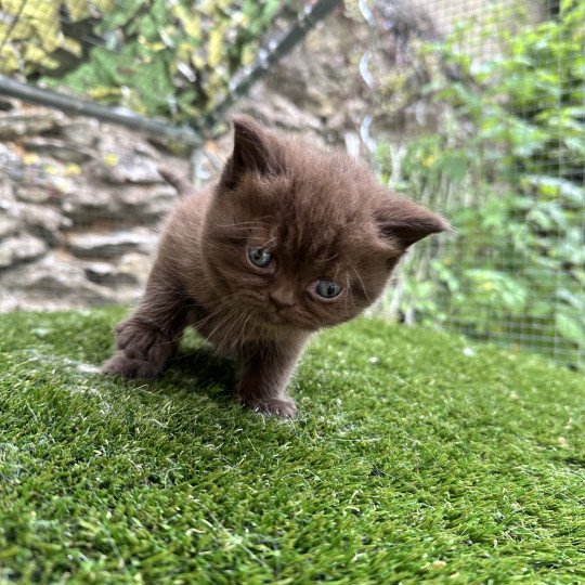 2e chaton (Portée TOURMALINE ❤ SOCRATE 2024) - Femelle chocolate Femelle British Shorthair
