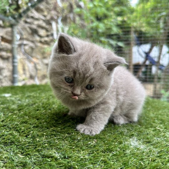 3e chaton (Portée TOURMALINE ❤ SOCRATE 2024) - Femelle lilac Femelle British Shorthair