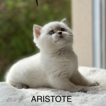 chaton Scottish Straight white point Aristote CHATTERIE DE BOOTZ'S chaton Scottish Straight white point Aristote CHATTERIE DE BOOTZ'S