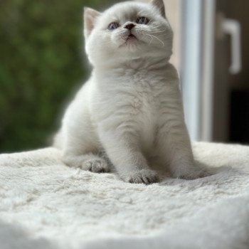 chaton Scottish Straight white point Aristote CHATTERIE DE BOOTZ'S chaton Scottish Straight white point Aristote CHATTERIE DE BOOTZ'S