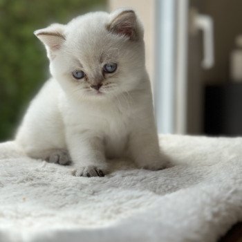 chaton Scottish Straight white point Aristote CHATTERIE DE BOOTZ'S chaton Scottish Straight white point Aristote CHATTERIE DE BOOTZ'S