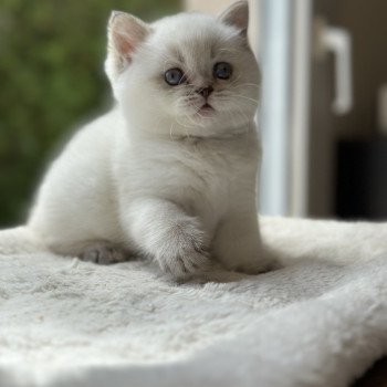 chaton Scottish Straight white point Aristote CHATTERIE DE BOOTZ'S chaton Scottish Straight white point Aristote CHATTERIE DE BOOTZ'S