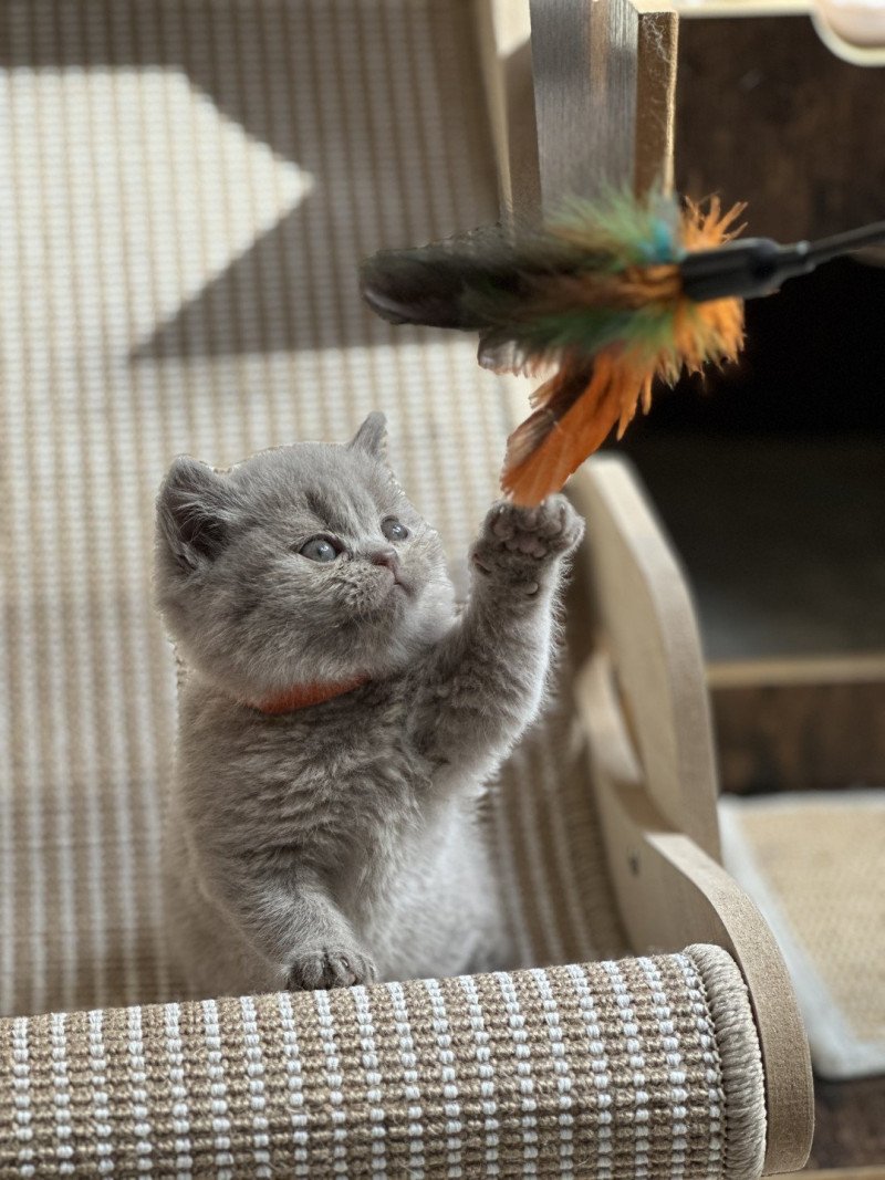 AVA BOOTZ'S Femelle British Shorthair