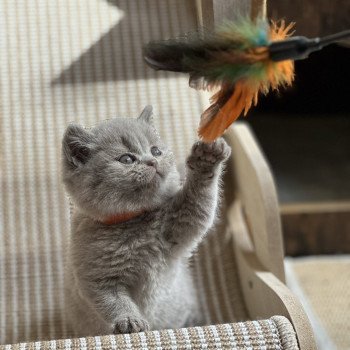 chaton British Shorthair lilac CHATTERIE DE BOOTZ'S
