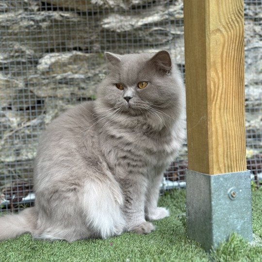 SKEUDIG DIT SOCRATE Mâle British Longhair