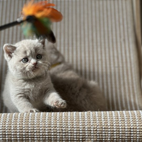 ABBY BOOTZ'S Femelle British Shorthair