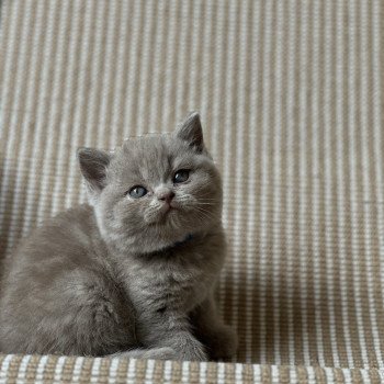 chaton British Shorthair lilac AKOUR CHATTERIE DE BOOTZ'S