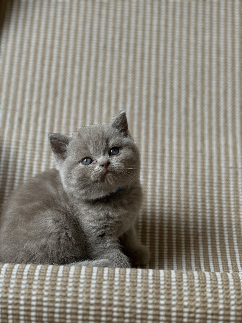 AKOUR BOOTZ'S Mâle British Shorthair