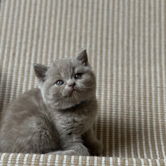 AKOUR BOOTZ'S Mâle British Shorthair