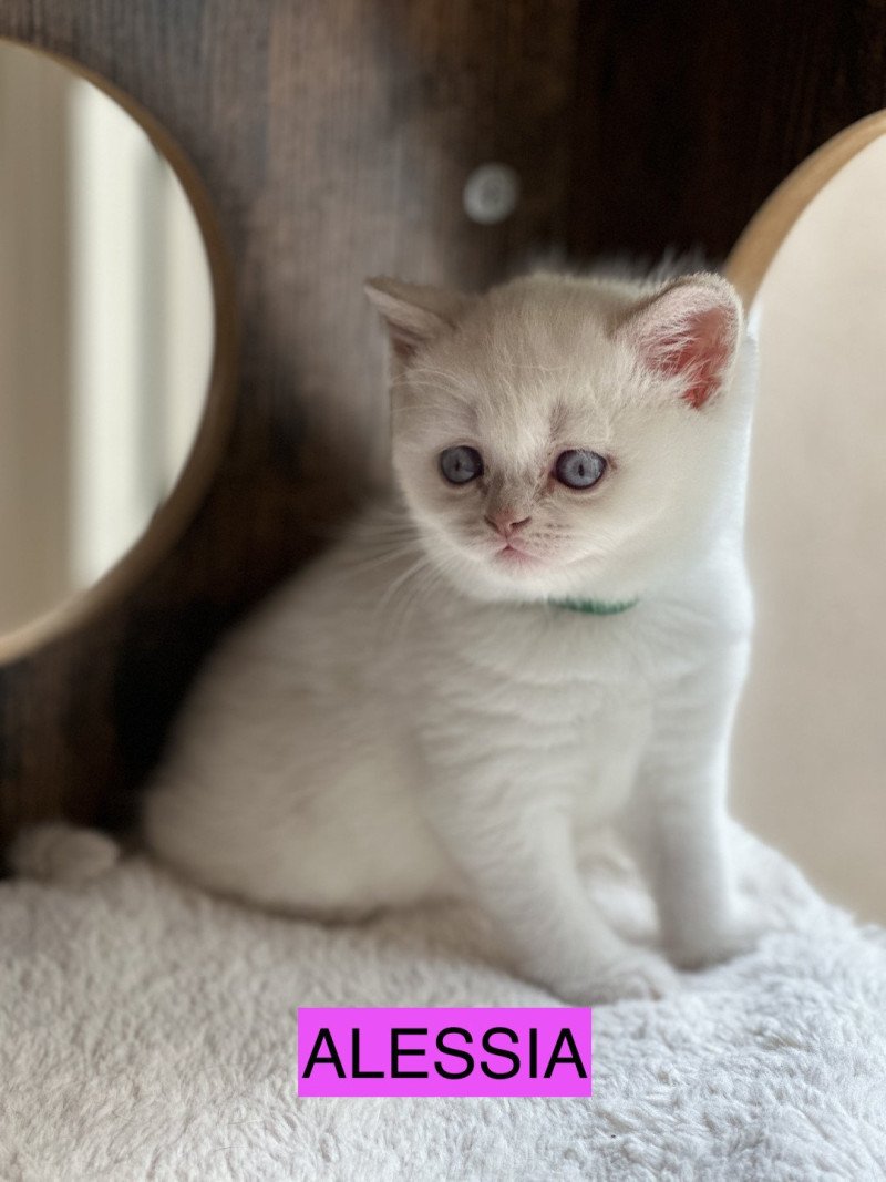 ALESSIA BOOTZ'S Femelle British Shorthair ALESSIA BOOTZ'S Femelle British Shorthair