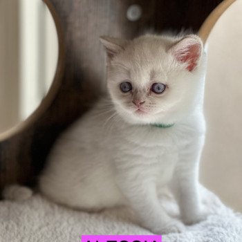 chaton British Shorthair white point ALESSIA CHATTERIE DE BOOTZ'S chaton British Shorthair white point ALESSIA CHATTERIE DE BOOTZ'S