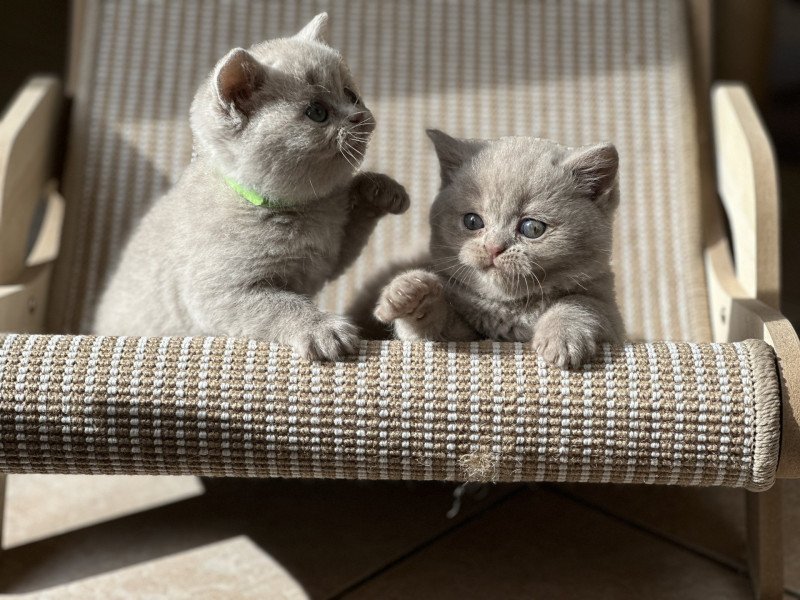 AMOUR BOOTZ'S Femelle British Shorthair