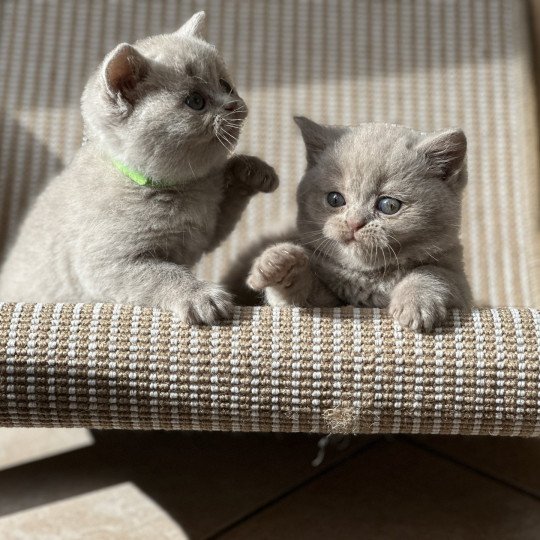 AMOUR BOOTZ'S Femelle British Shorthair