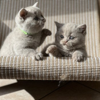 chaton British Shorthair lilac AMOUR CHATTERIE DE BOOTZ'S