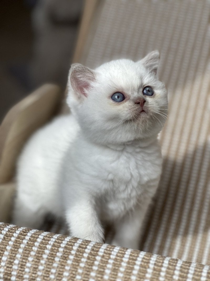 ARON BOOTZ'S Mâle British Shorthair