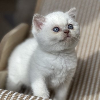 chaton British Shorthair fawn point ARON CHATTERIE DE BOOTZ'S