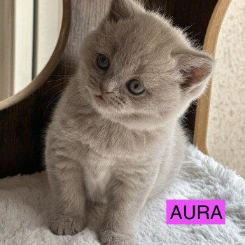chaton British Shorthair lilac AURA CHATTERIE DE BOOTZ'S chaton British Shorthair lilac AURA CHATTERIE DE BOOTZ'S