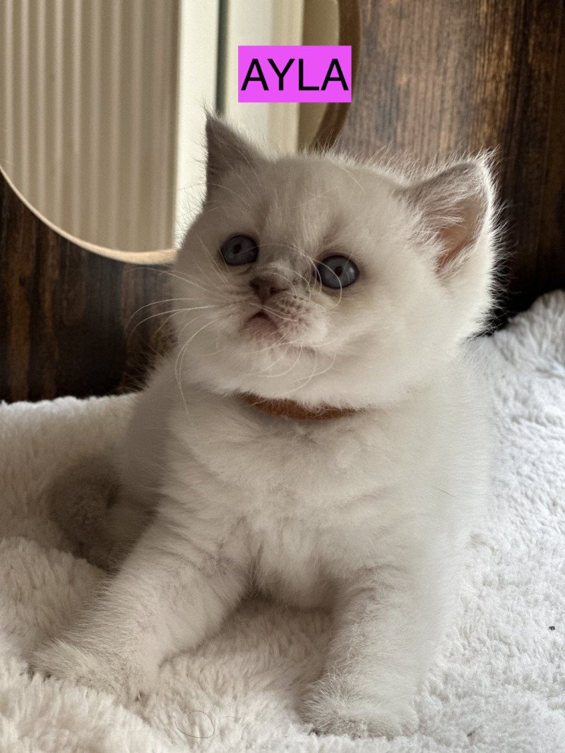 AYLA BOOTZ'S Femelle British Shorthair AYLA BOOTZ'S Femelle British Shorthair