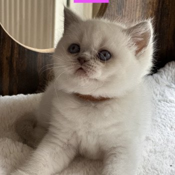 chaton British Shorthair white point AYLA CHATTERIE DE BOOTZ'S chaton British Shorthair white point AYLA CHATTERIE DE BOOTZ'S