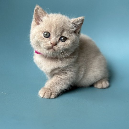 UKA BOOTZ'S Femelle British Shorthair