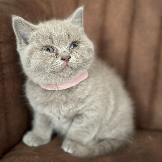 UNIS BOOTZ'S Femelle British Shorthair