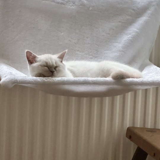 WENDY BOOTZ'S Mâle British Shorthair