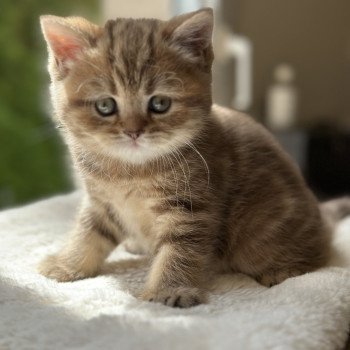 chaton Scottish Straight brown blotched tabby Aphrodite CHATTERIE DE BOOTZ'S chaton Scottish Straight brown blotched tabby Aphrodite CHATTERIE DE BOOTZ'S