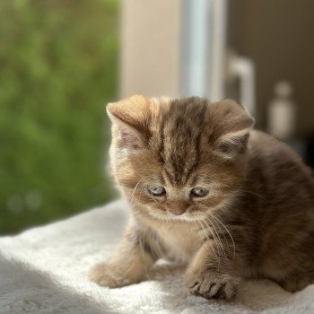 chaton Scottish Straight brown blotched tabby Aphrodite CHATTERIE DE BOOTZ'S chaton Scottish Straight brown blotched tabby Aphrodite CHATTERIE DE BOOTZ'S