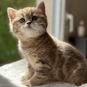 chaton Scottish Straight brown blotched tabby Aphrodite CHATTERIE DE BOOTZ'S chaton Scottish Straight brown blotched tabby Aphrodite CHATTERIE DE BOOTZ'S