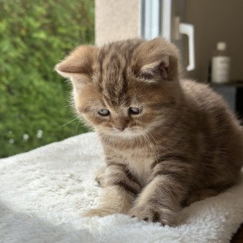 chaton Scottish Straight brown blotched tabby Aphrodite CHATTERIE DE BOOTZ'S chaton Scottish Straight brown blotched tabby Aphrodite CHATTERIE DE BOOTZ'S