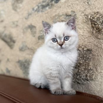 chaton Scottish Straight BELLA CHATTERIE DE BOOTZ'S